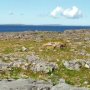 Burren Coast and Aran View