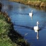 Leinster Aquaduct with Swans